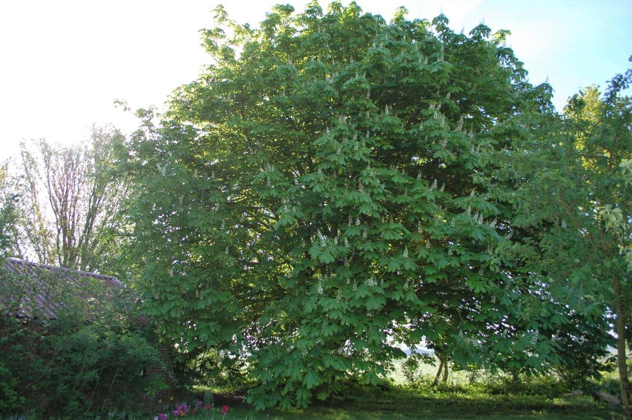 Vita Nova Hippolytushoef Bagian luar foto