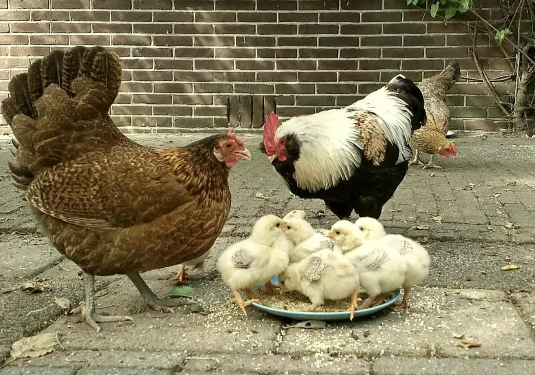 Vita Nova Hippolytushoef Bagian luar foto